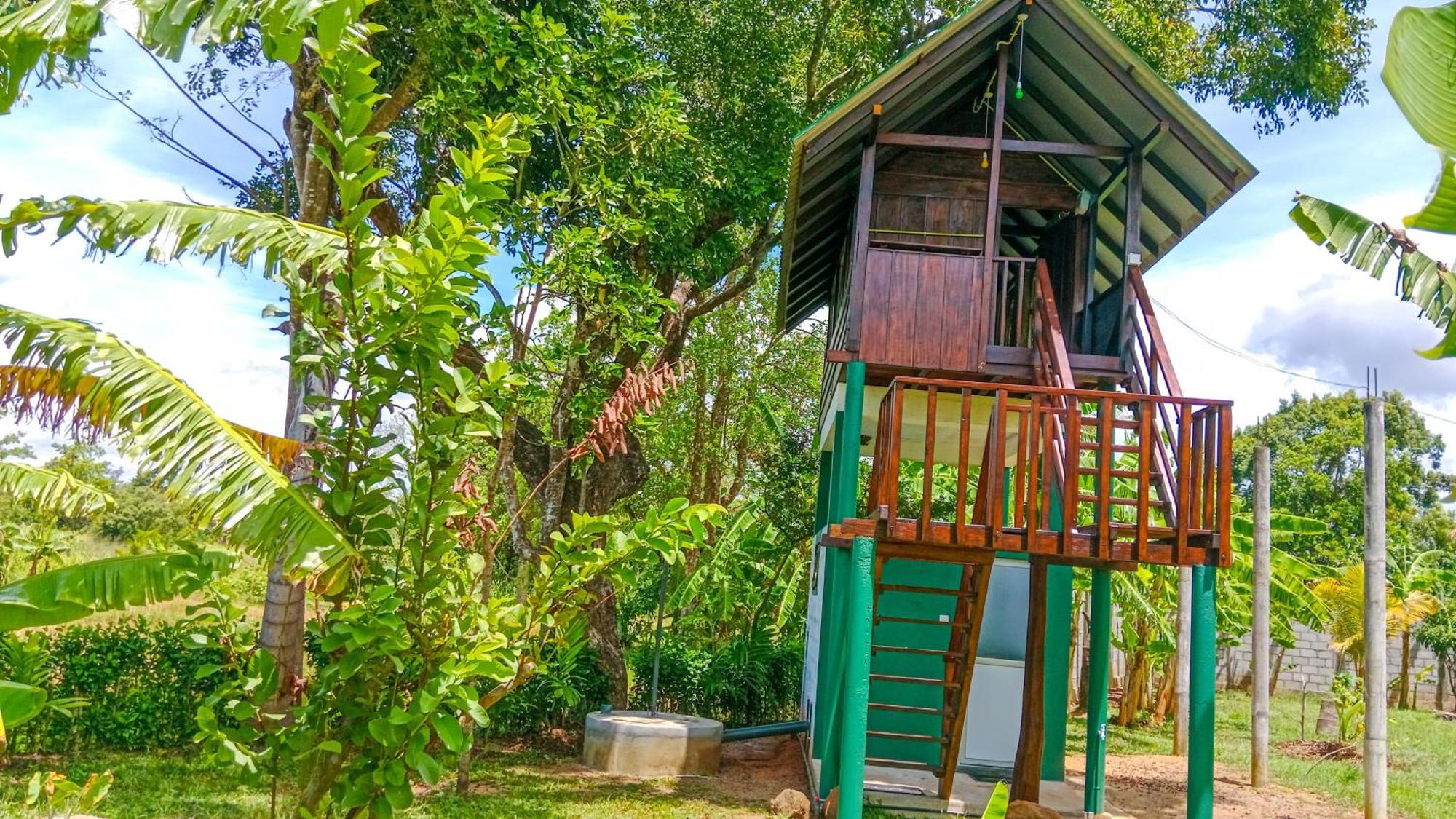 Pride Rock & Tree House
